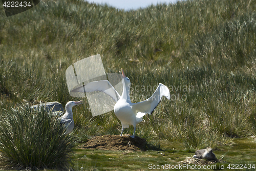 Image of Wandering Albatrosses on the nest