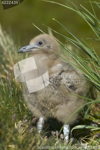 Image of Great Skua chick