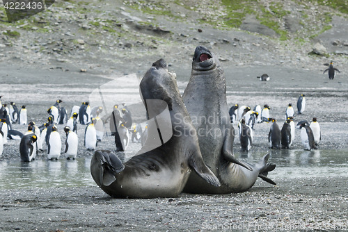 Image of Elephant Seal fight