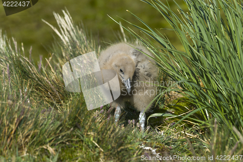 Image of Great Skua chick