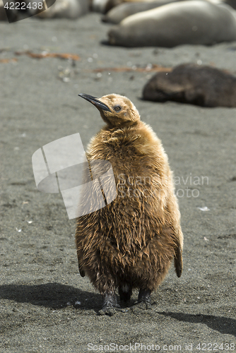 Image of Fluffy King penguin chick