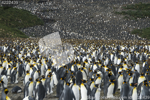 Image of King penguins colony at South Georgia