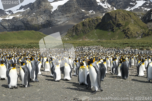 Image of King penguins colony at South Georgia