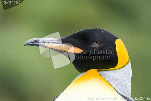 Image of Close-up of king penguin looking at camera