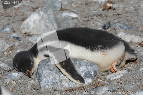 Image of Gentoo Penguin chick lying on the rock