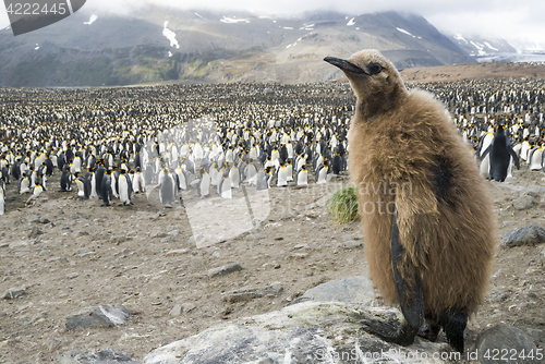 Image of Fluffy King penguin chick