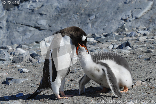 Image of Adult Gentoo penguin with chick.