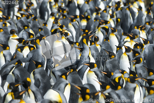 Image of King penguins colony at South Georgia