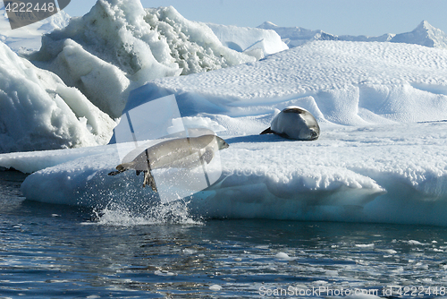 Image of Crabeater seals jump on the ice.