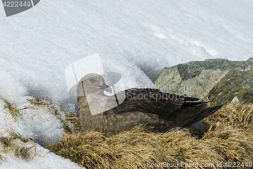 Image of Brown Skua is nesting