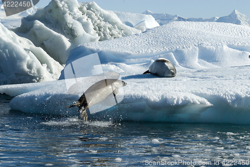 Image of Crabeater seals jump on the ice.