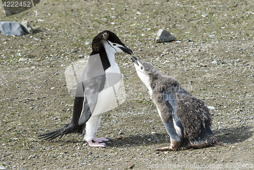 Image of Chinstrap penguin feeding chick