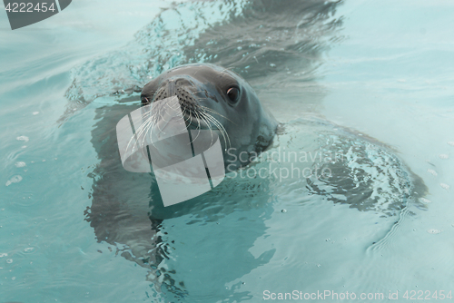 Image of Crabeater seals in the water