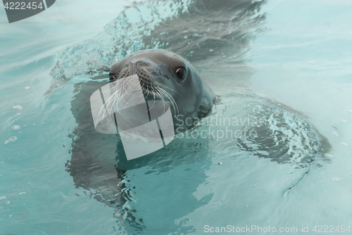 Image of Crabeater seals in the water