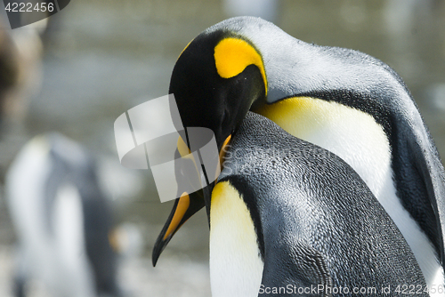 Image of Close-up of king penguin looking at camera