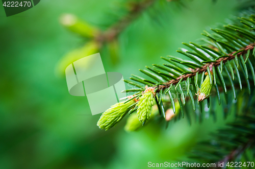 Image of Branch of spruce with sprouts in spring time, close-up