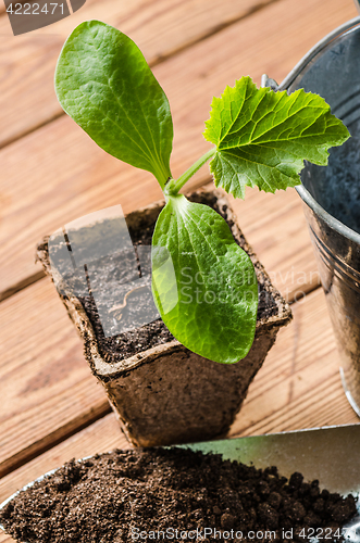 Image of Seedlings zucchini and garden tools on a wooden surface