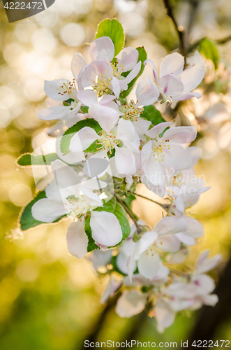 Image of Branch of blossoming apple-tree, close-up