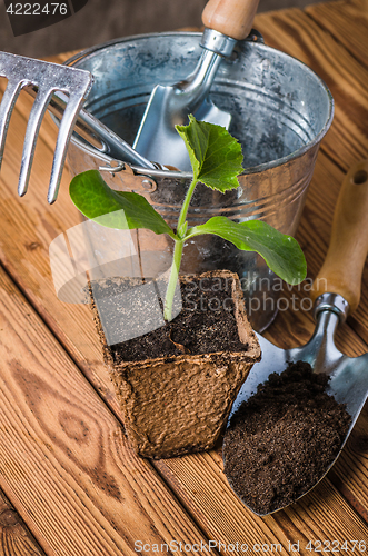 Image of Seedlings zucchini and garden tools on a wooden surface