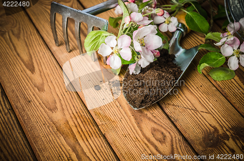 Image of Branch of blossoming apple and garden tools on a wooden surface,