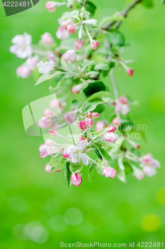 Image of A branch of blossoming Apple trees in springtime, close-up