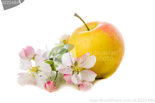 Image of Ripe apple and blossoming branch of an apple-tree, Isolated on w