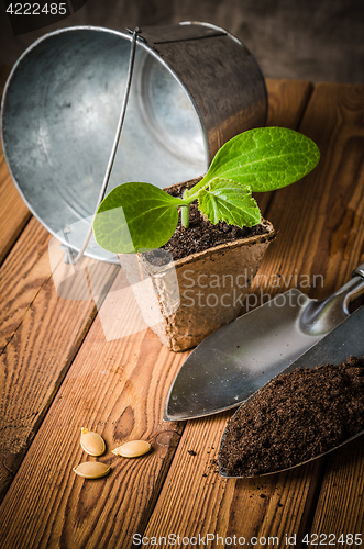 Image of Seedlings zucchini and garden tools on a wooden surface