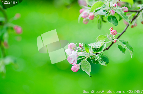 Image of A branch of blossoming Apple trees in springtime, close-up