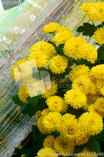 Image of Yellow Chrysanthemum Bunch