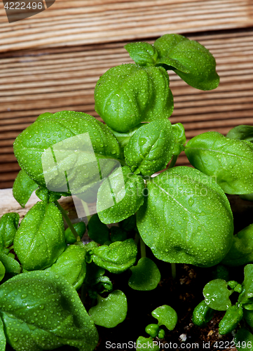Image of Fresh Green Basil 