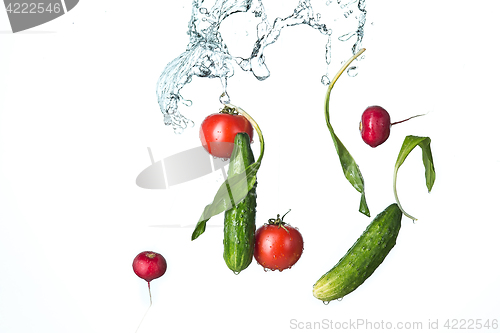 Image of The fresh tomatos, cucumbers, radish in spray of water.