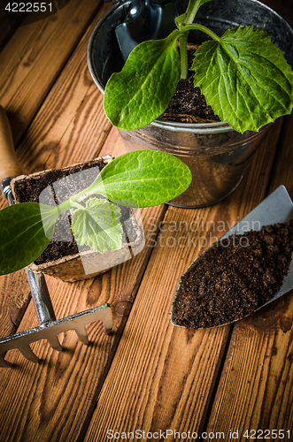 Image of Seedlings zucchini and garden tools on a wooden surface
