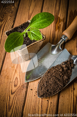 Image of Seedlings zucchini and garden tools on a wooden surface