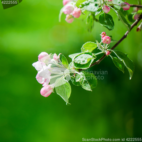 Image of A branch of blossoming Apple trees in springtime, close-up