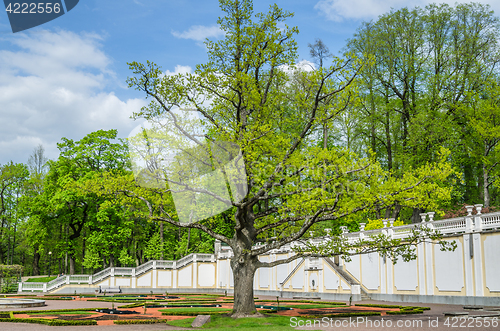 Image of  Old Oak in spring time Kadriorg park, Tallinn, Estonia