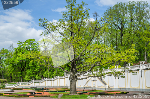 Image of  Old Oak in spring time Kadriorg park, Tallinn, Estonia