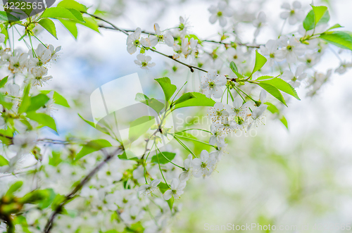 Image of A branch of cherry blossoms in the springtime, close-up