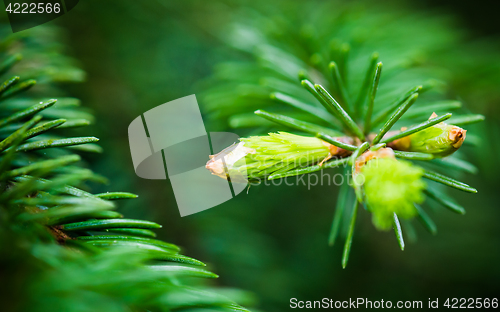 Image of Branch of spruce with sprouts in spring time, close-up