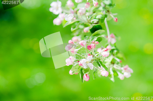 Image of A branch of blossoming Apple trees in springtime, close-up