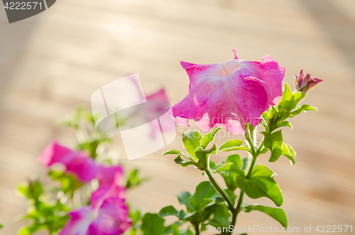 Image of Flowering pink petunia in the garden