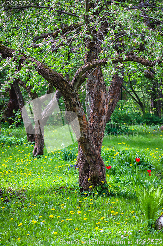 Image of The old Apple Orchard in springtime, close-up