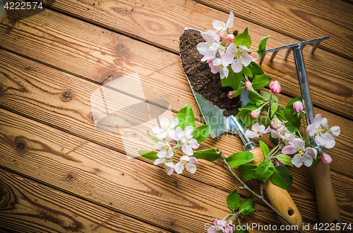 Image of Branch of blossoming apple and garden tools on a wooden surface,