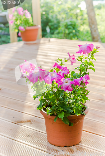 Image of Flowering pink petunia in the garden