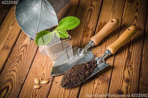 Image of Seedlings zucchini and garden tools on a wooden surface