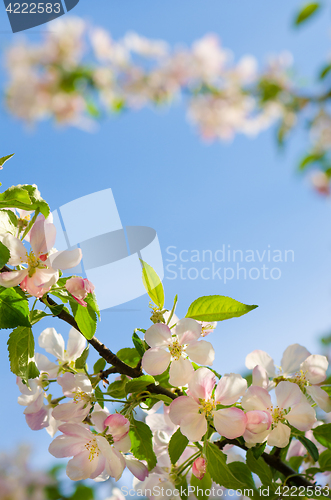 Image of Branch of an apple tree against a blue sky