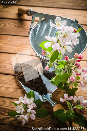Image of Branch of blossoming apple and garden tools on a wooden surface,