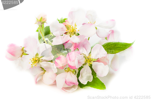 Image of Branch of a blossoming apple-tree on a white background, close-u