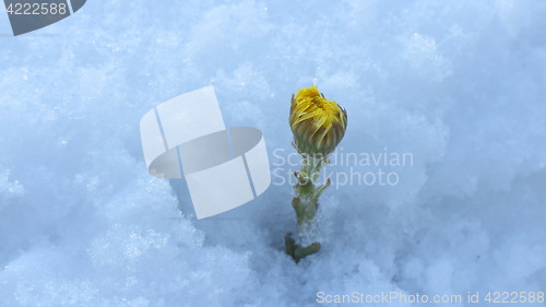 Image of  coltsfoot Yellow primroses In snow