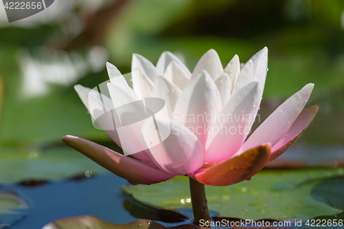 Image of Pink-white lotus flower with water drops on lake surface