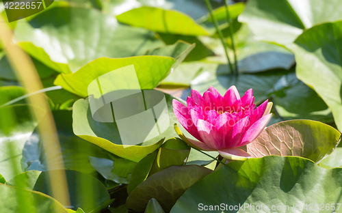 Image of Magenta flower of water lily in sunlit dense foliage
